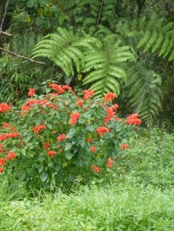 Kokoda-Adventure-Trek-1176241