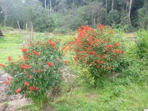 Kokoda-Trekking-Trek-1170-168