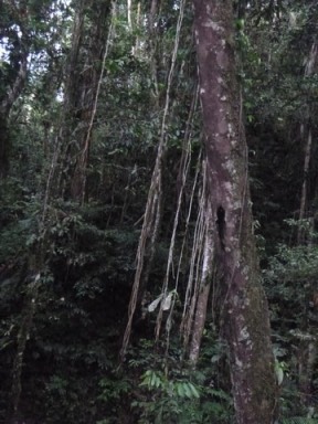 Kokoda7DayTrek1129-213