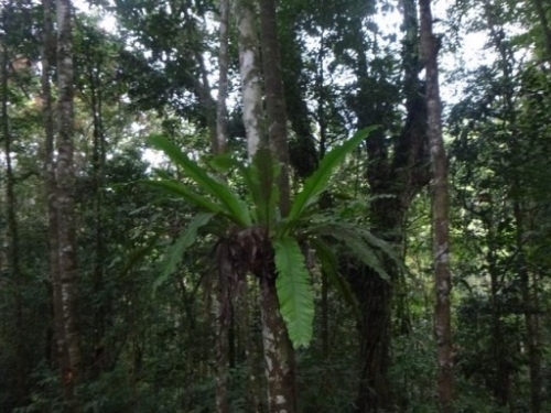 Kokoda7DayTrek1129-235