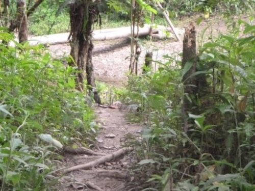 Kokoda7DayTrek1129-247