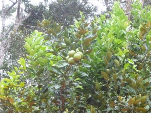 Kokoda7DayTrek1129-298