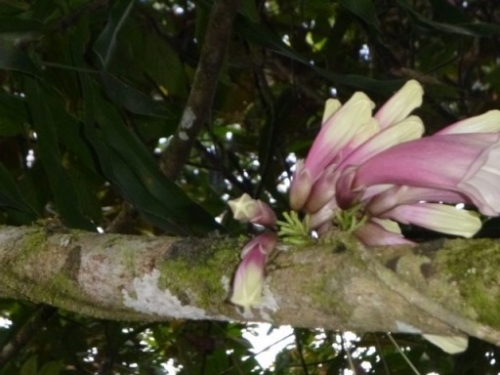 Kokoda7DayTrek1129-308