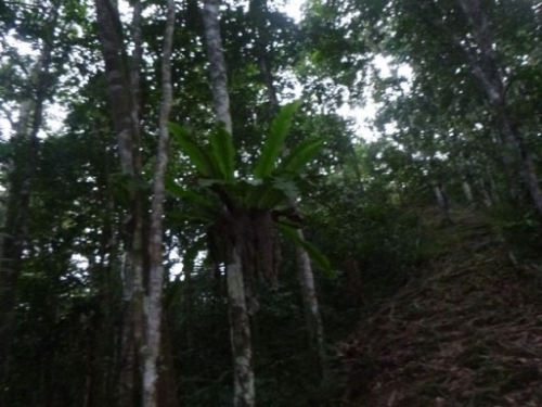 Kokoda7DayTrek1129-321