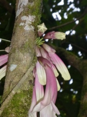 Kokoda7DayTrek1129-350