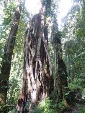 Kokoda7DayTrek1129-390