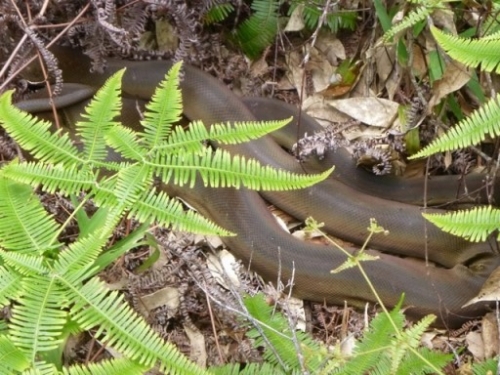 Kokoda7DayTrek1129-414