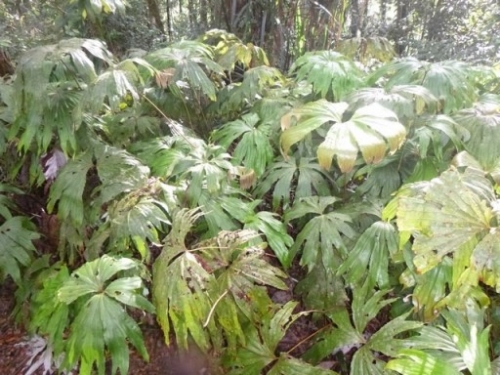 Kokoda7DayTrek1129-471