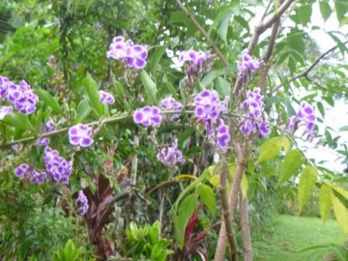 Kokoda7DayTrek1129-65