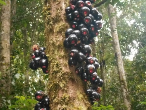 KokodaAdventureTrek-1155-122